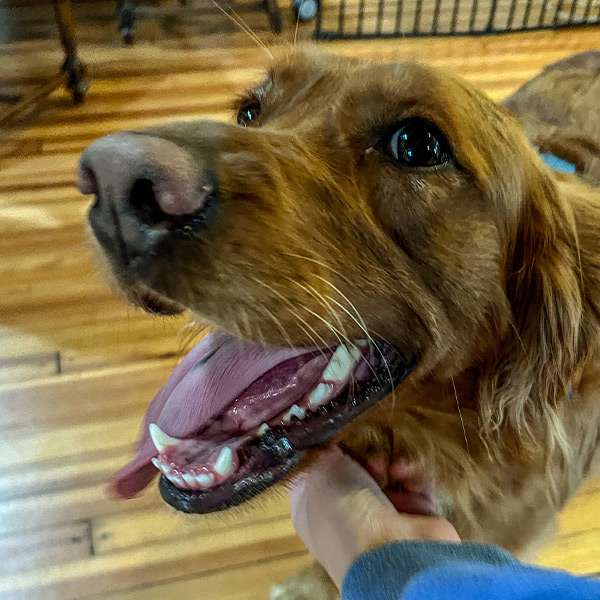 Adopting an Adult Dog Planning Consultation | $145