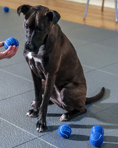 Adult Dog Training Programs