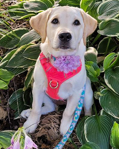 Puppy Training Programs